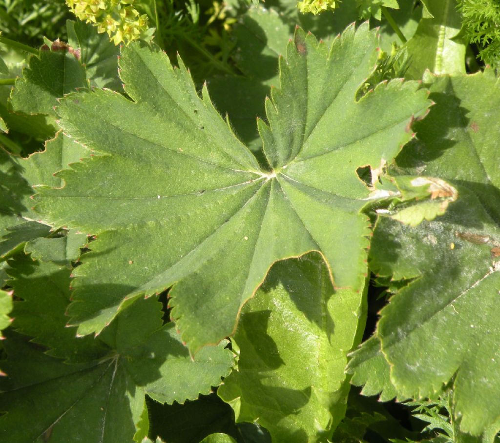 Alchemilla sp: impossibile....